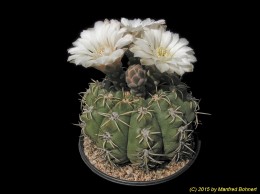 Gymnocalycium ourselianum 200